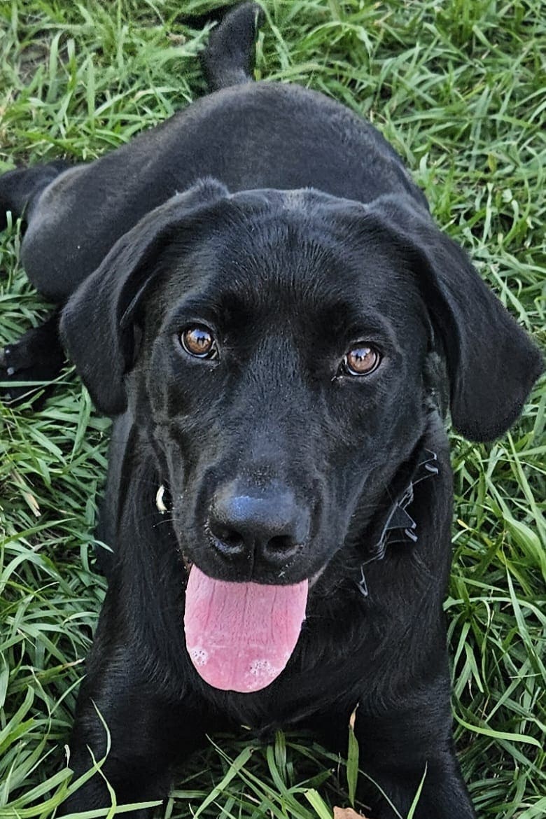 Labrador retriever AKC image 1
