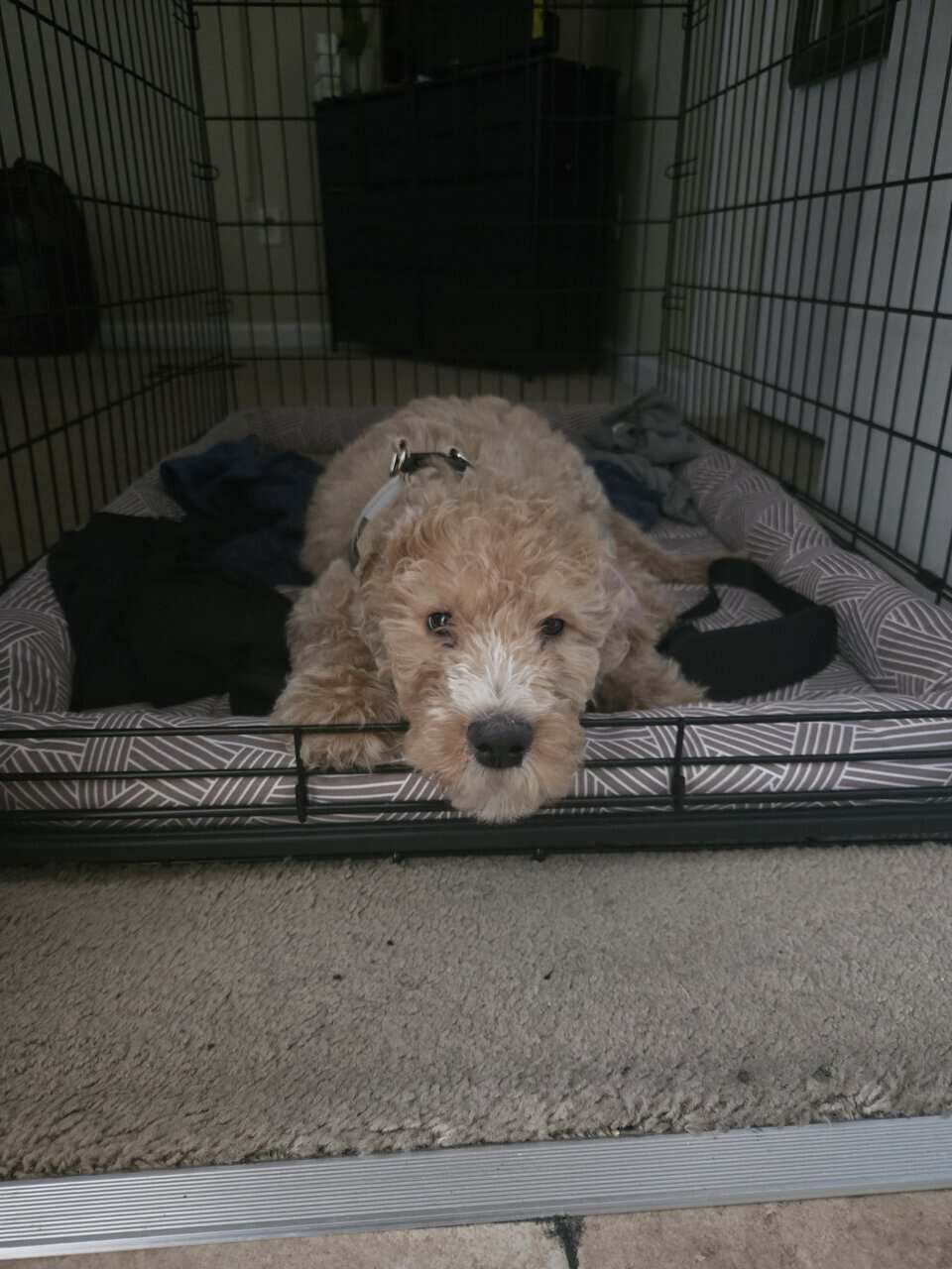 Standard Goldendoodle Puppy + Starter Kit/Supplies image 2