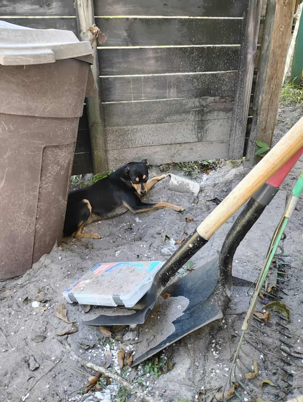Chihuahua image 5