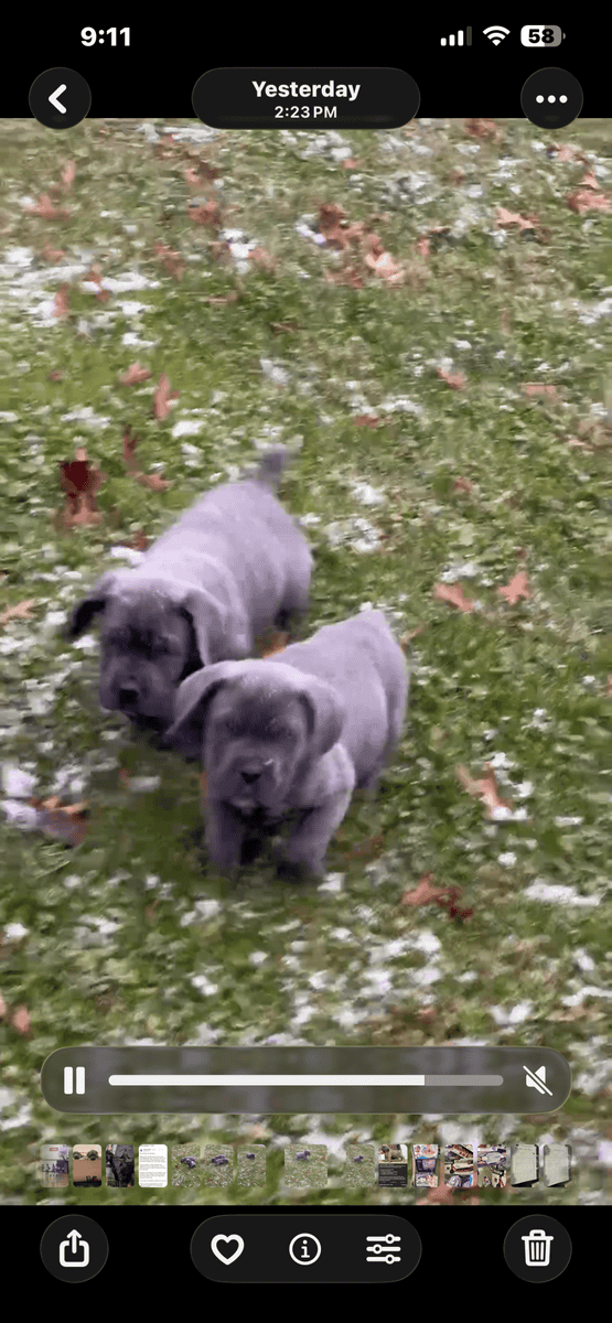 Cane Corso Scandifio Blood at its finest image 2