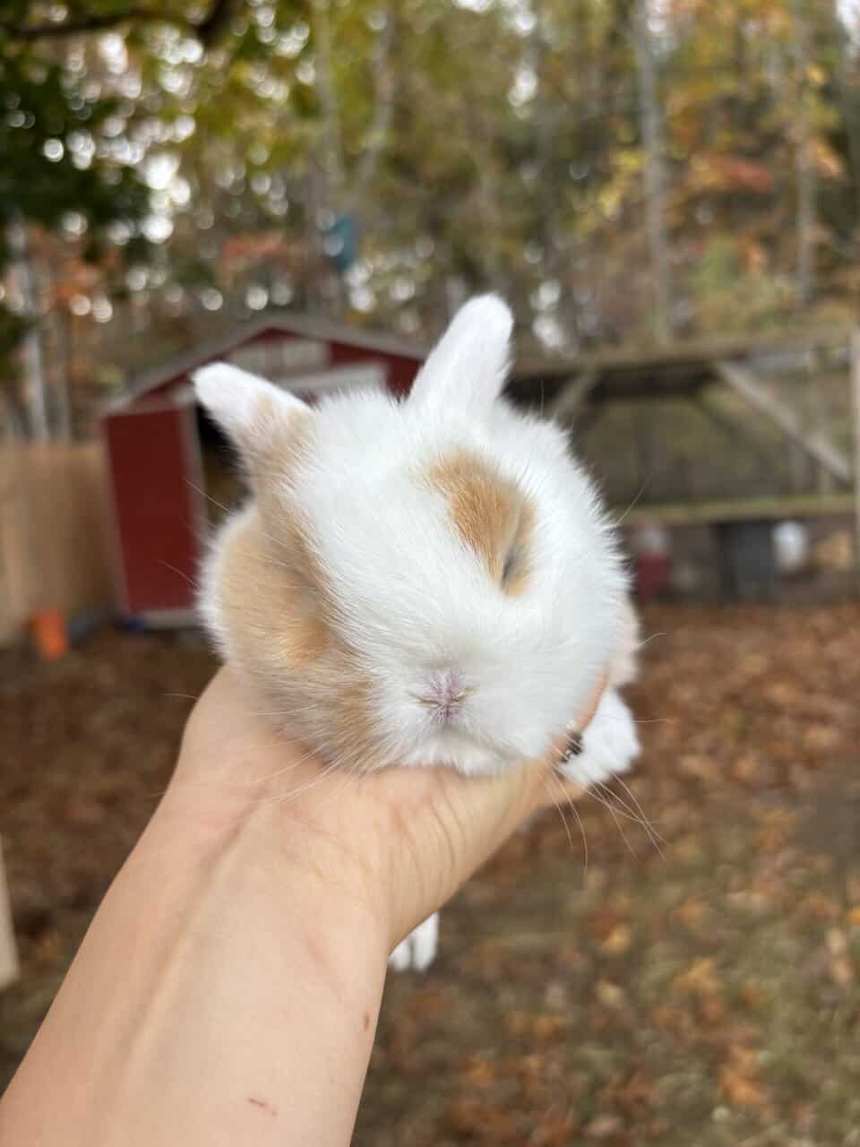 Holland Lop bunnies image 3