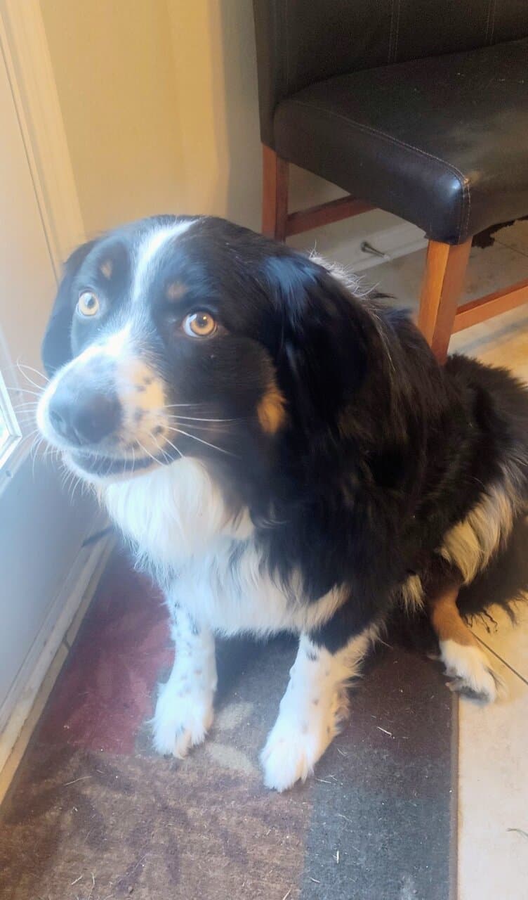 Akc Registered Australian Shepherd price negotiabl image 3