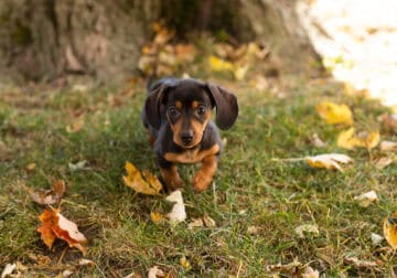 AKC Mini dachshund female pup in Indiana (Olivia)