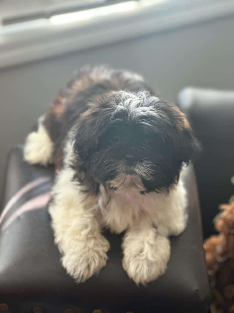 Shih tzu puppies image 3