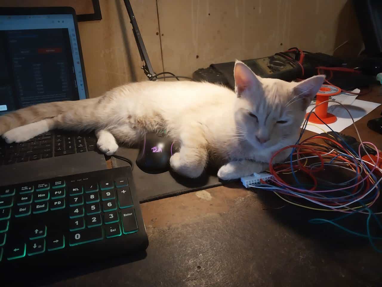 6 mo. OLD MALE CAT NEEDS RE-HOMING image 1