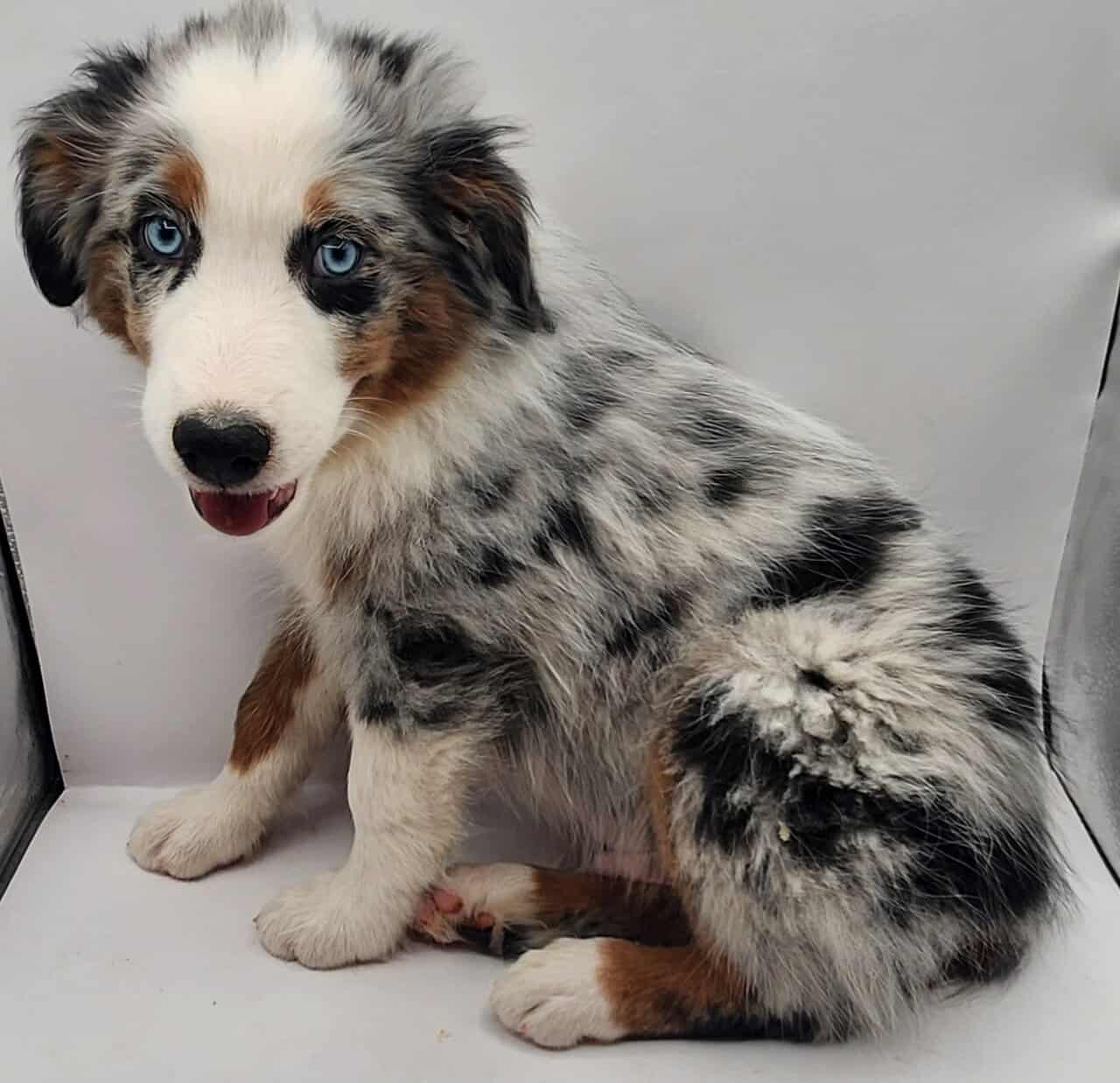 Australian Shepherd Puppies image 1
