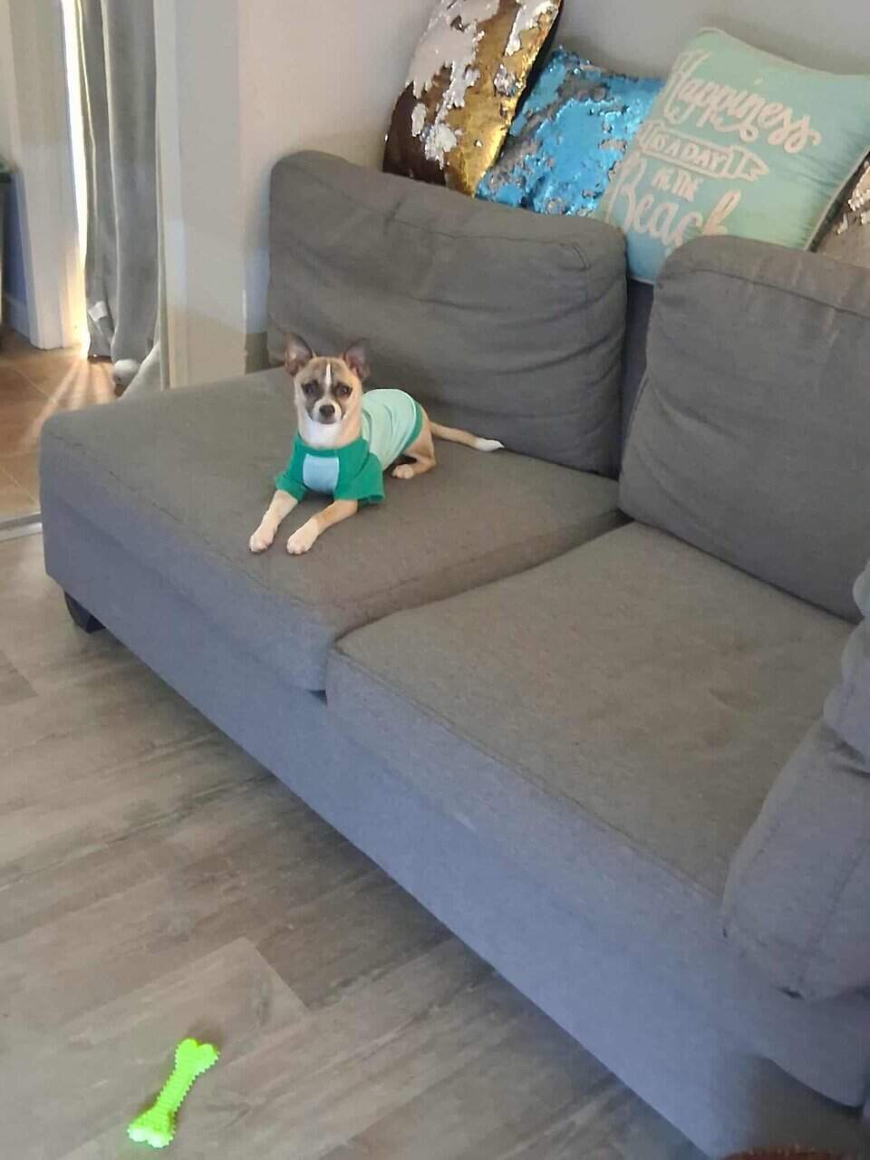 Deerhead Chihuahua 1 yr. Old Male (Boochie) image 4