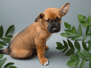 Handsome Coated Xolo