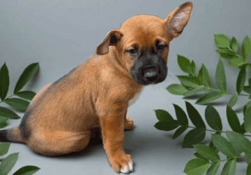 Handsome Coated Xolo