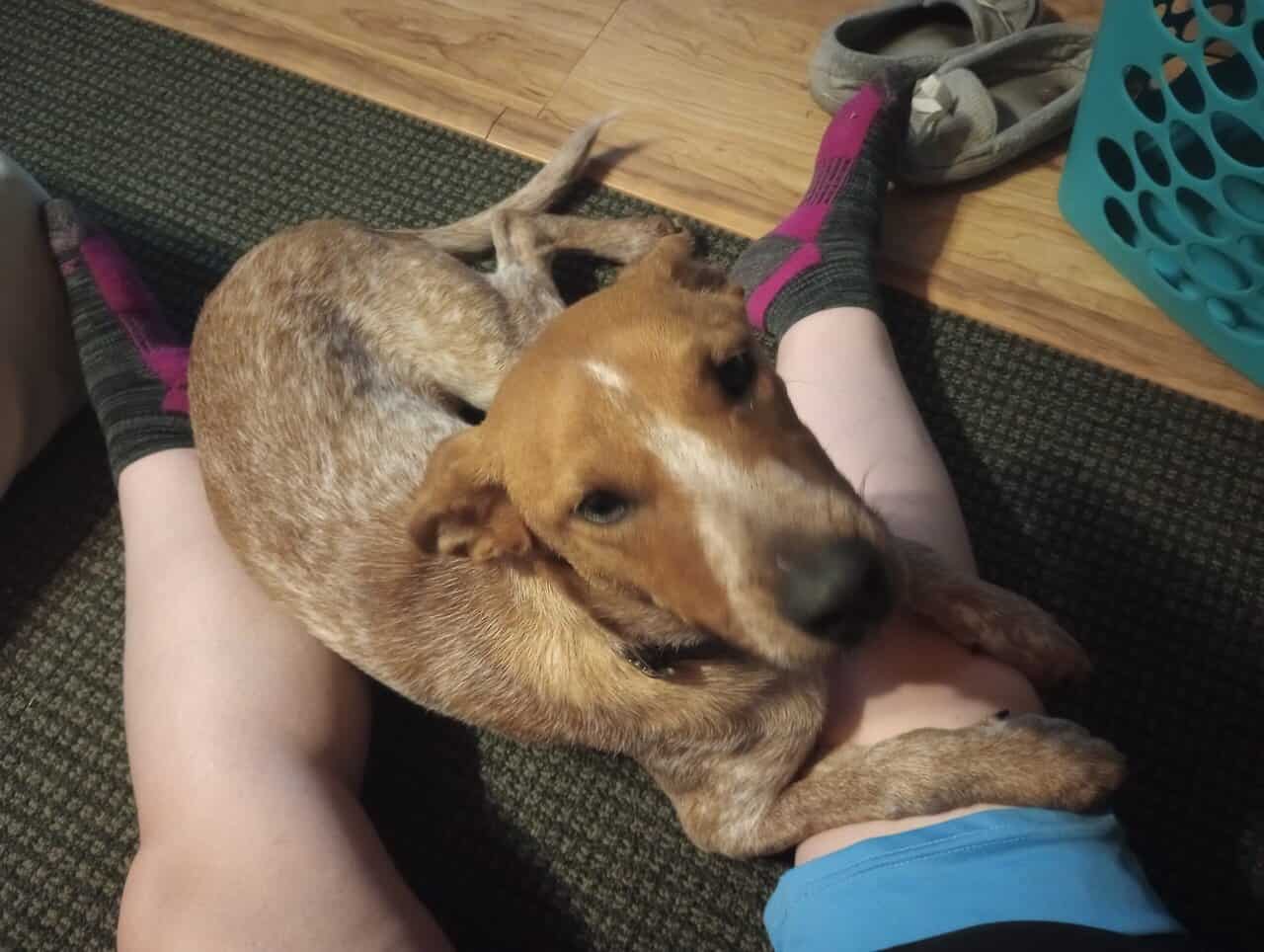 Red Heeler Puppy image 2