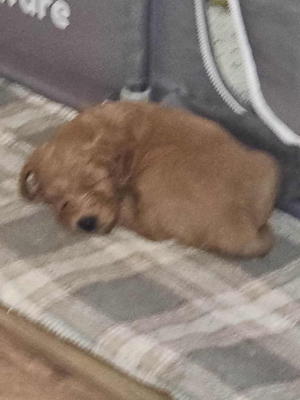 Mini golden doodle image 3