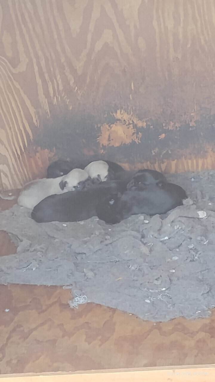Pug puppies image 11