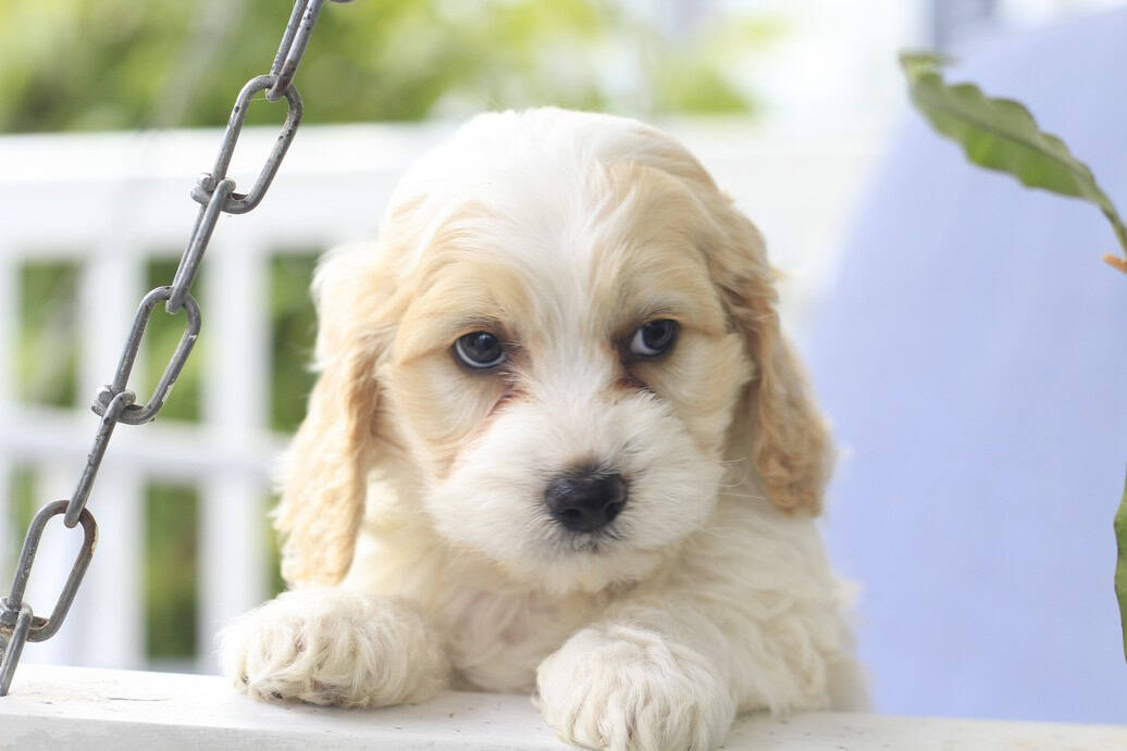 Rocky, a cockapoo puppy born on 9.15.25 image 3