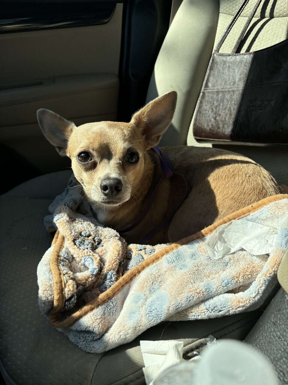 Chihuahua for sale image 1