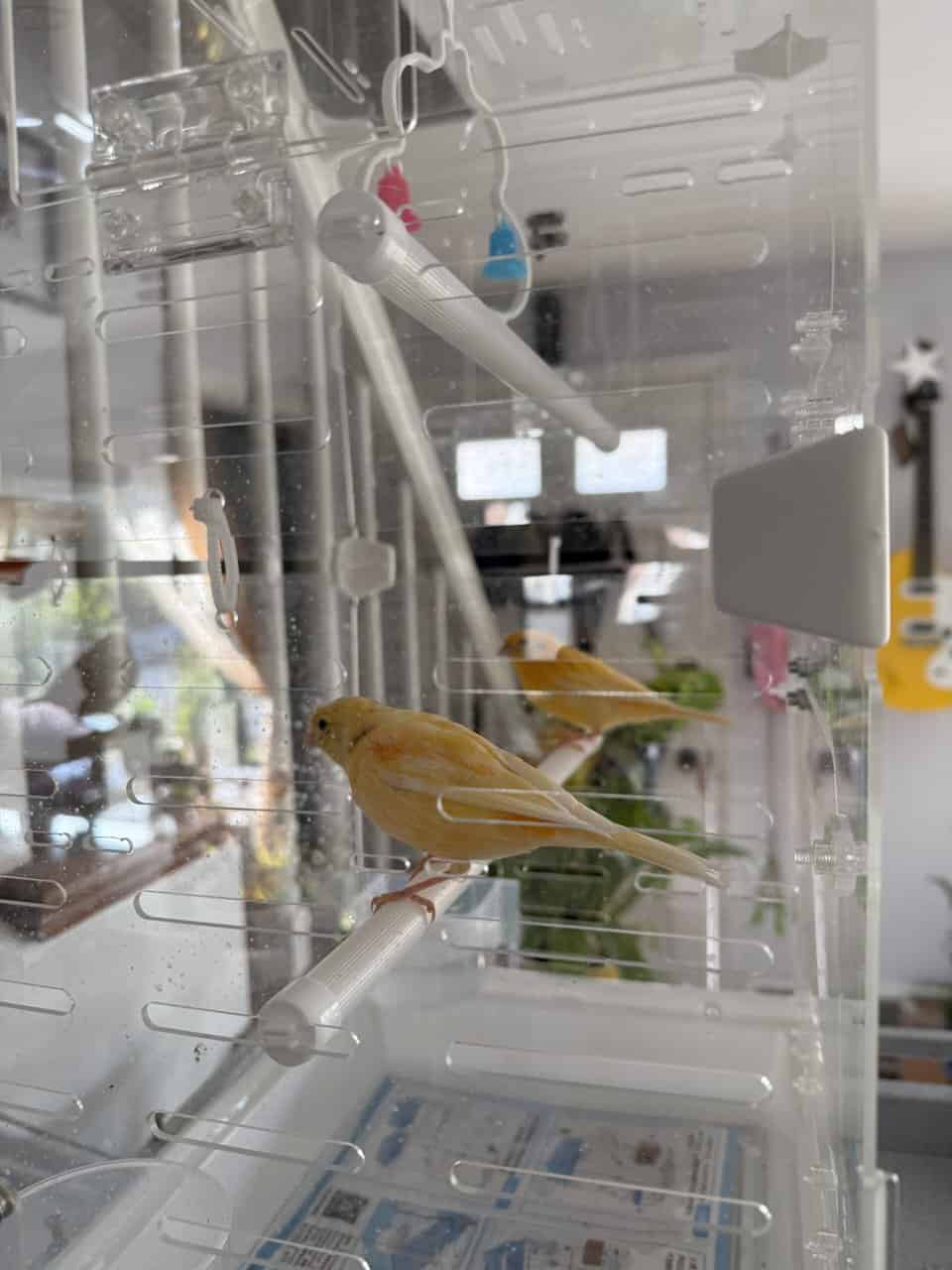 Canary pair image 5