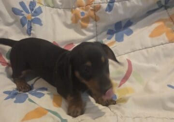 Mini-Dachshund Puppy Jasper