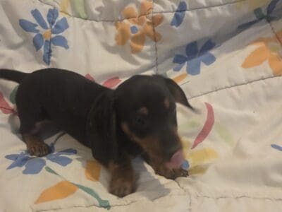 Mini-Dachshund Puppy Jasper