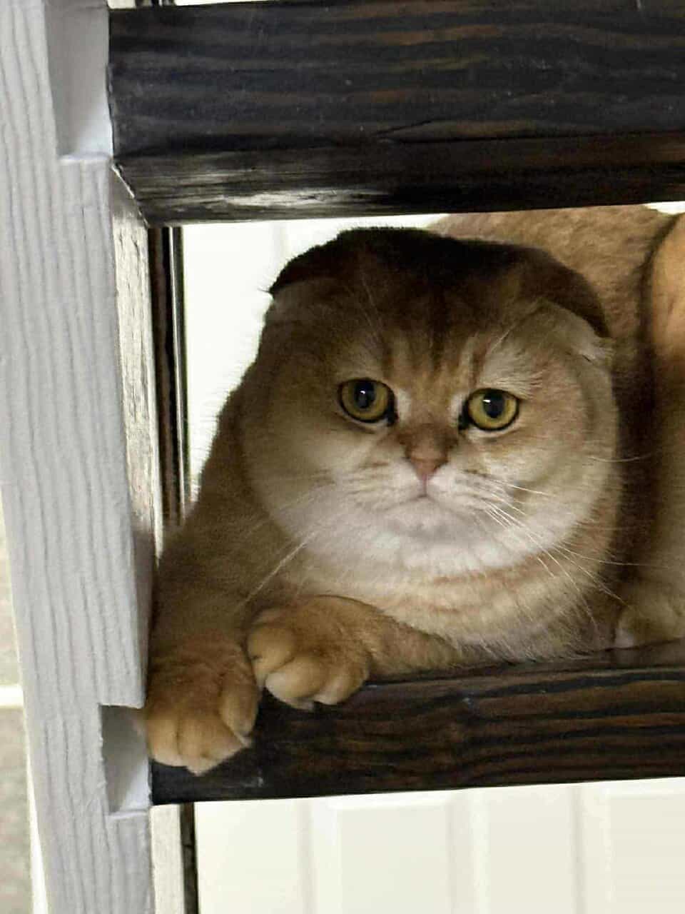 Scottish fold image 13
