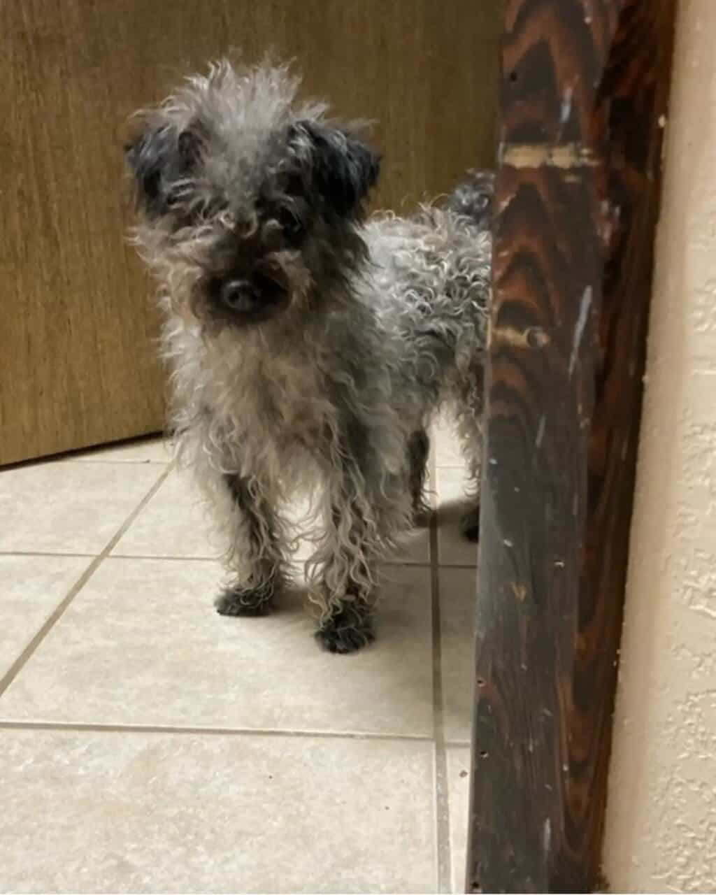 Female yorkiepoo and a male minature poodle image 2
