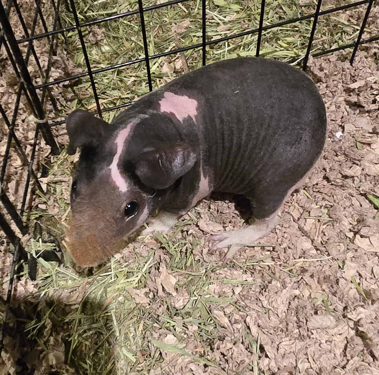 Skinny Pigs image 4