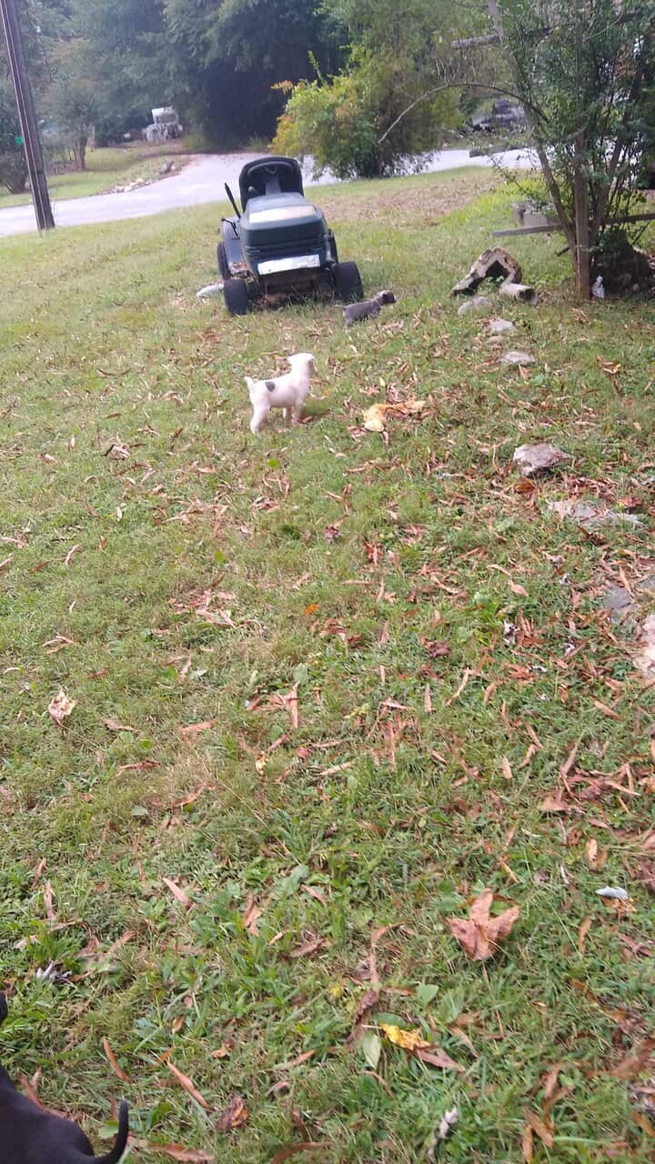Pitbull/Husky Puppies image 11