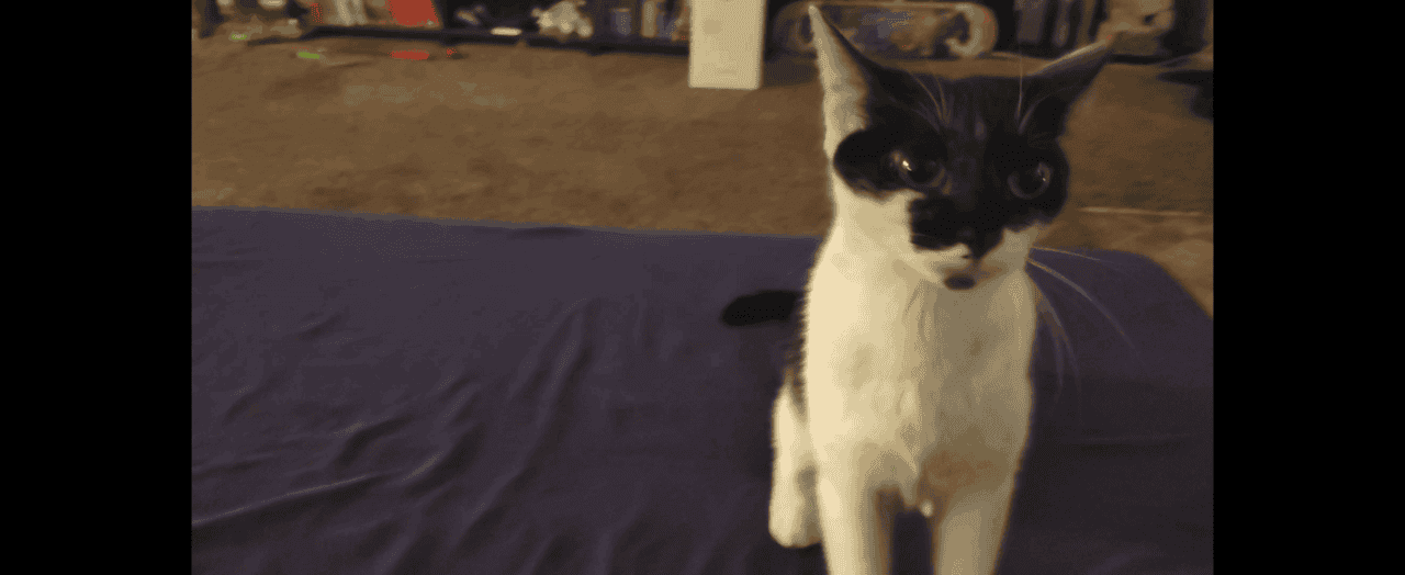 Black and White Polydactyl Kitten image 2