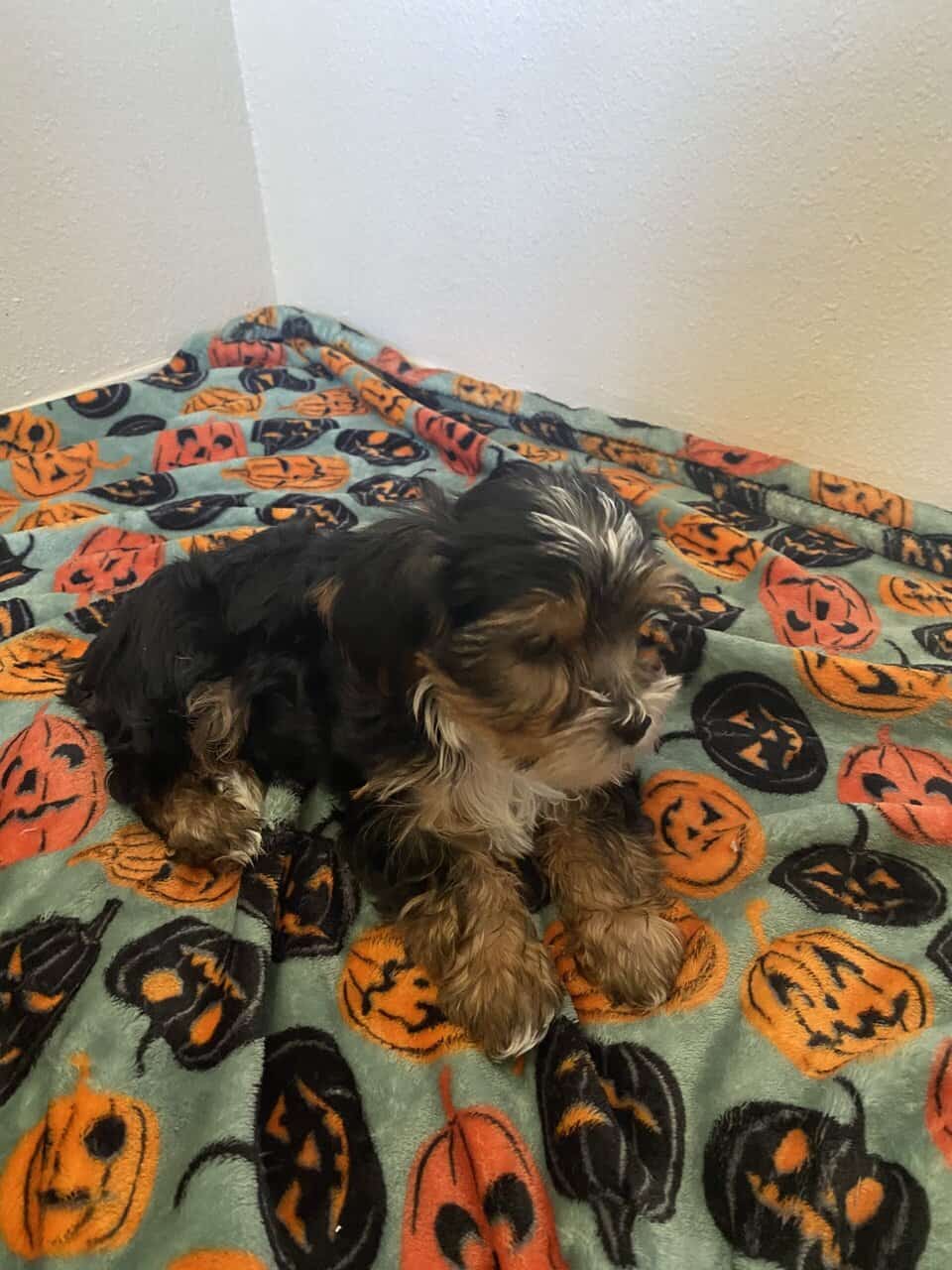 Yorkie puppy image 1