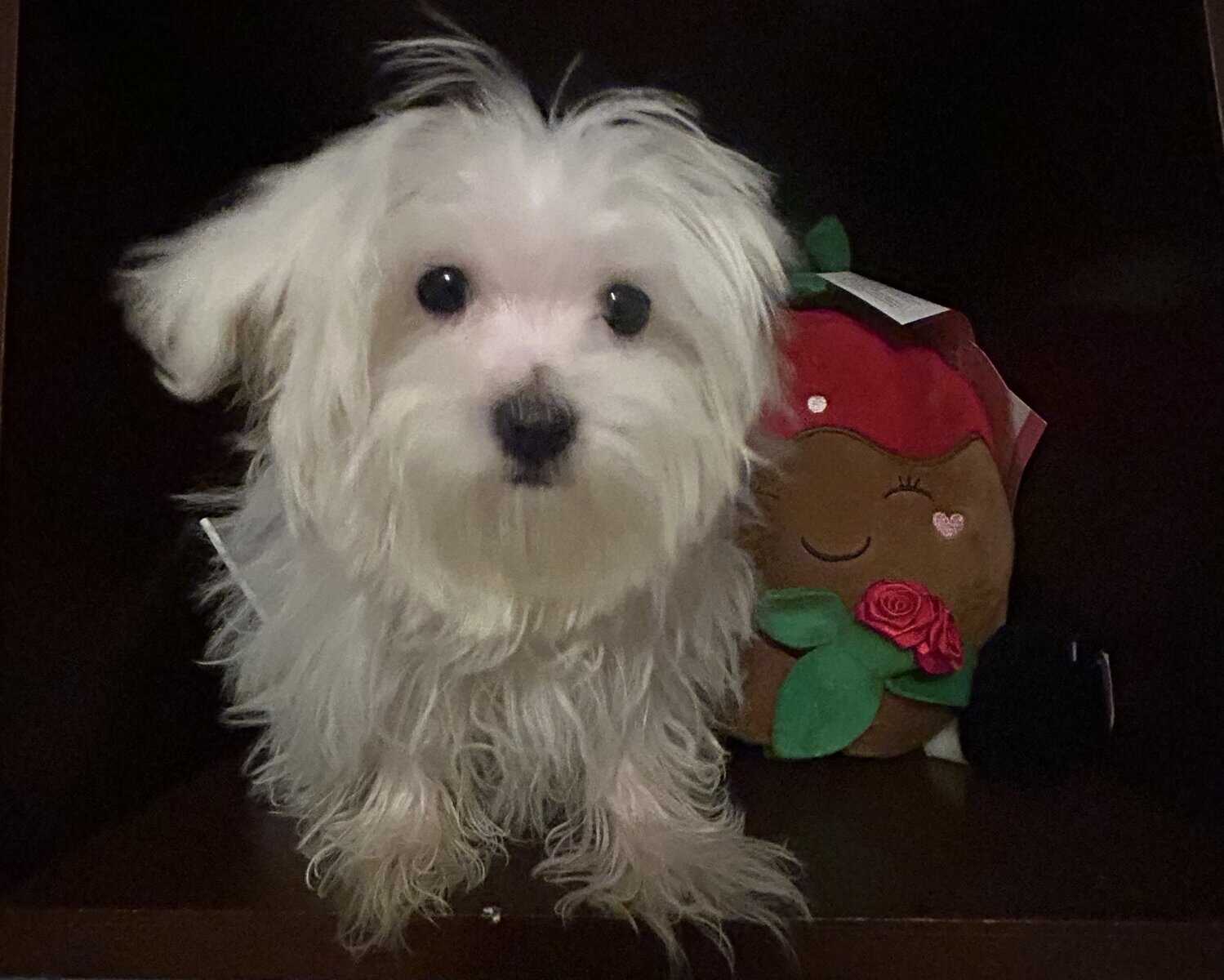 Male ( Maltese Puppy) image 5