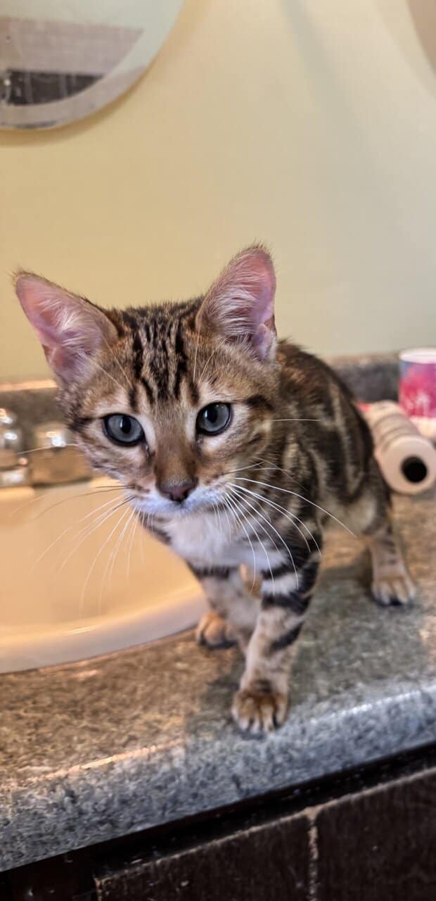 Beautiful Bengal Kittens image 21