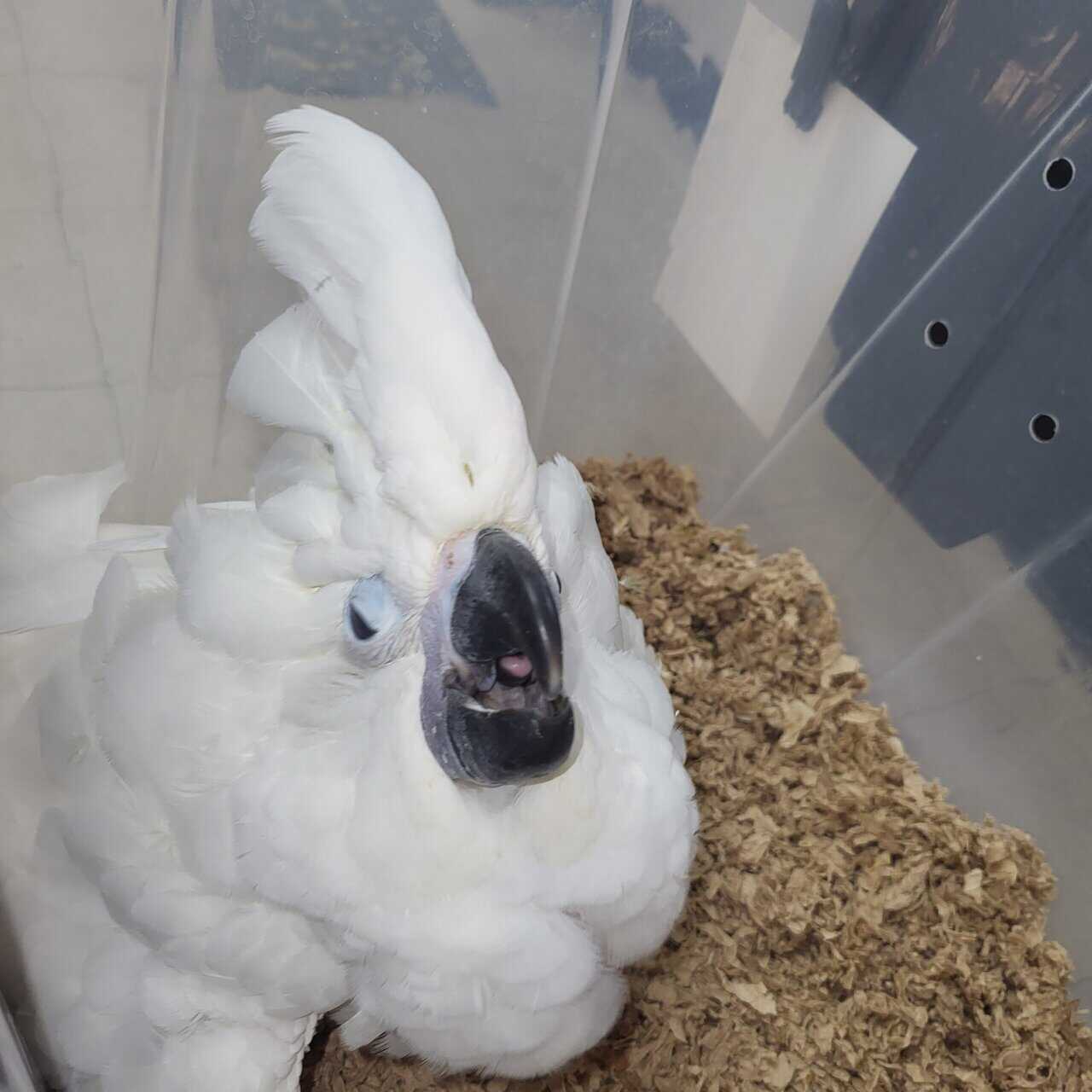 1 yr old Umbrella Cockatoo image 2