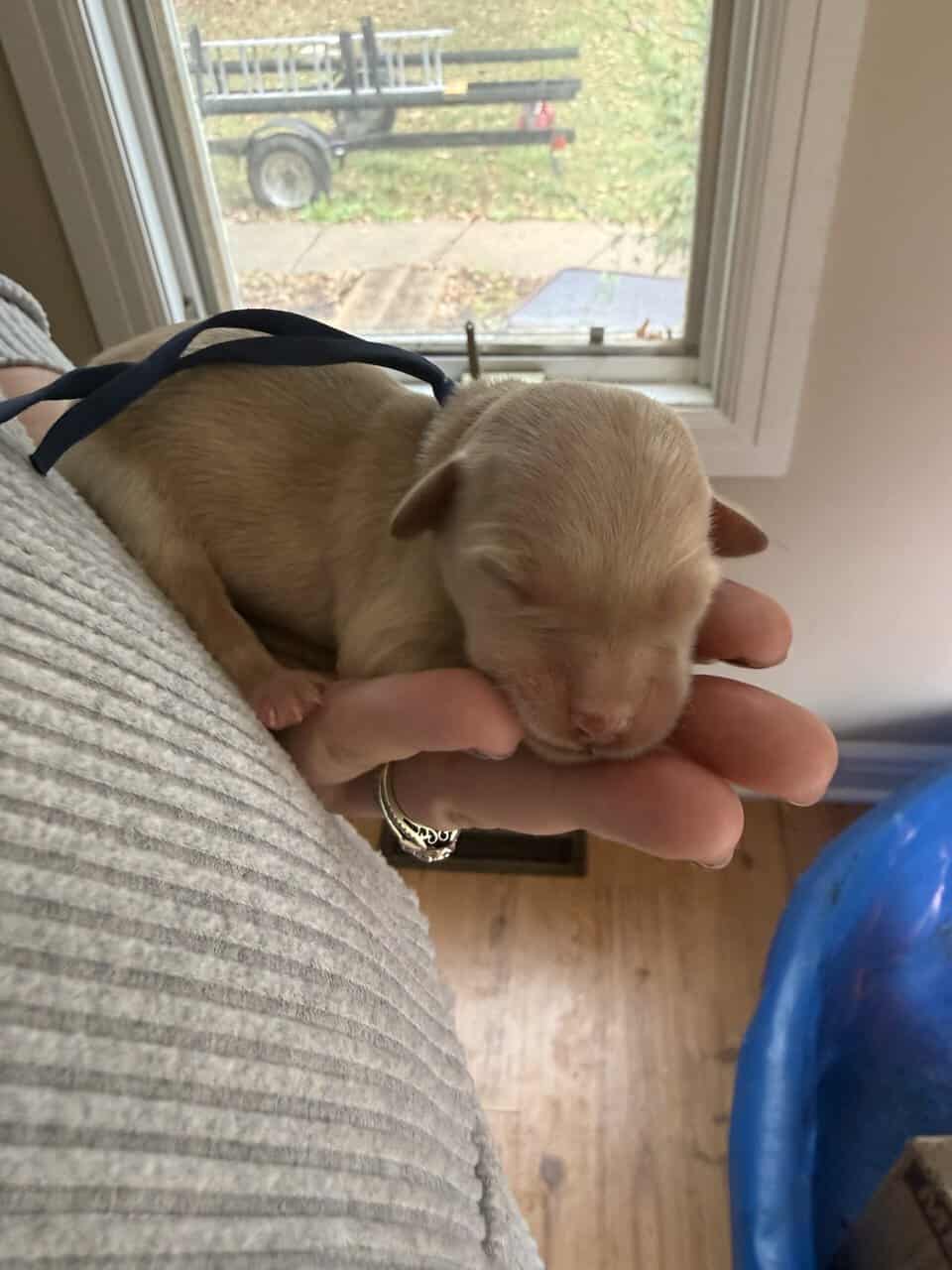 Goldador puppies image 3