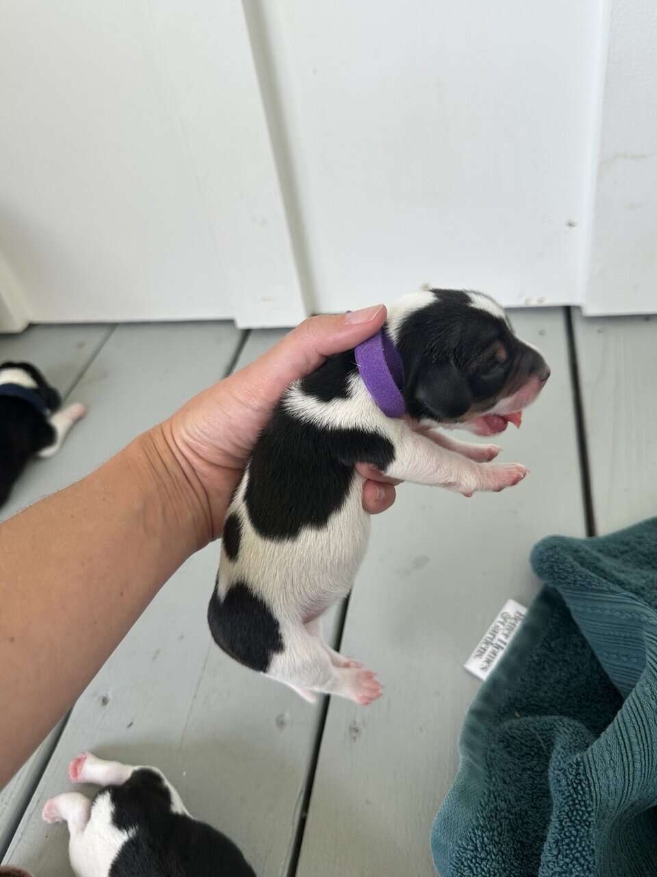 Pure Bred Beagle Puppies image 12