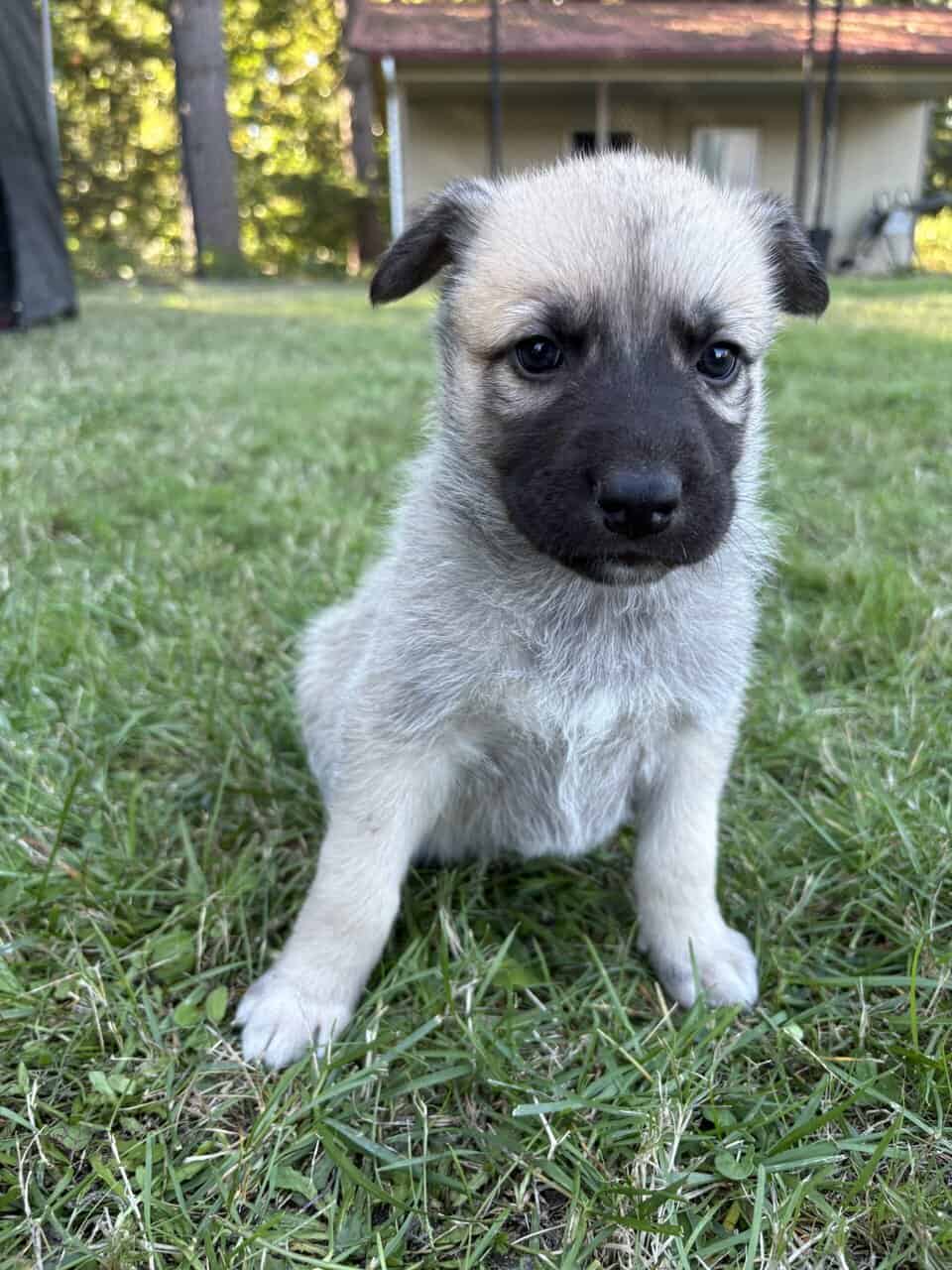 Shepsky puppy image 2