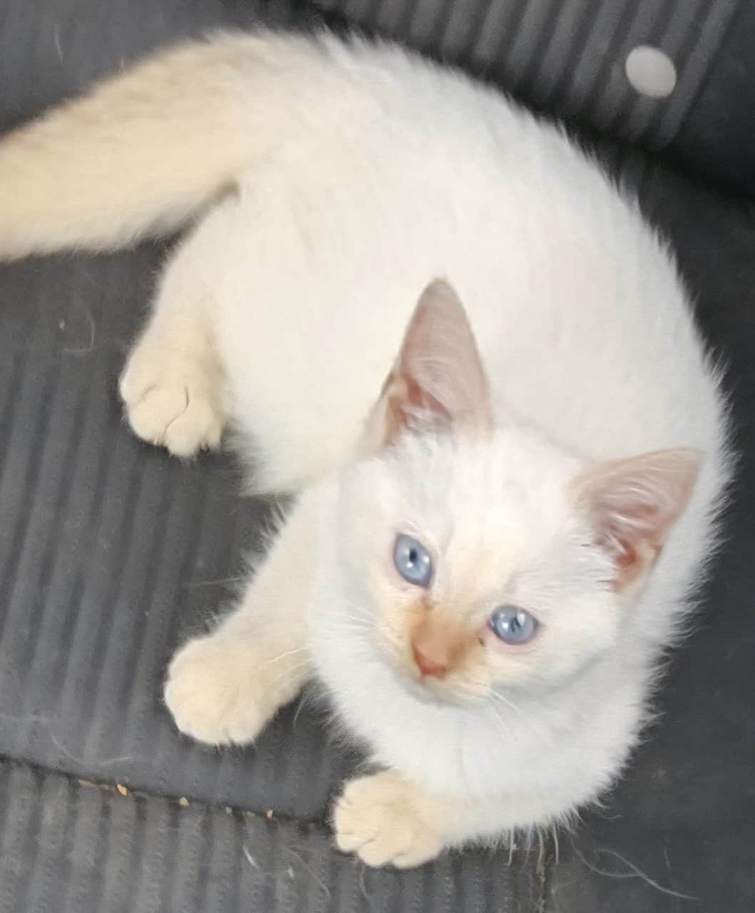 Siamese kittens image 6