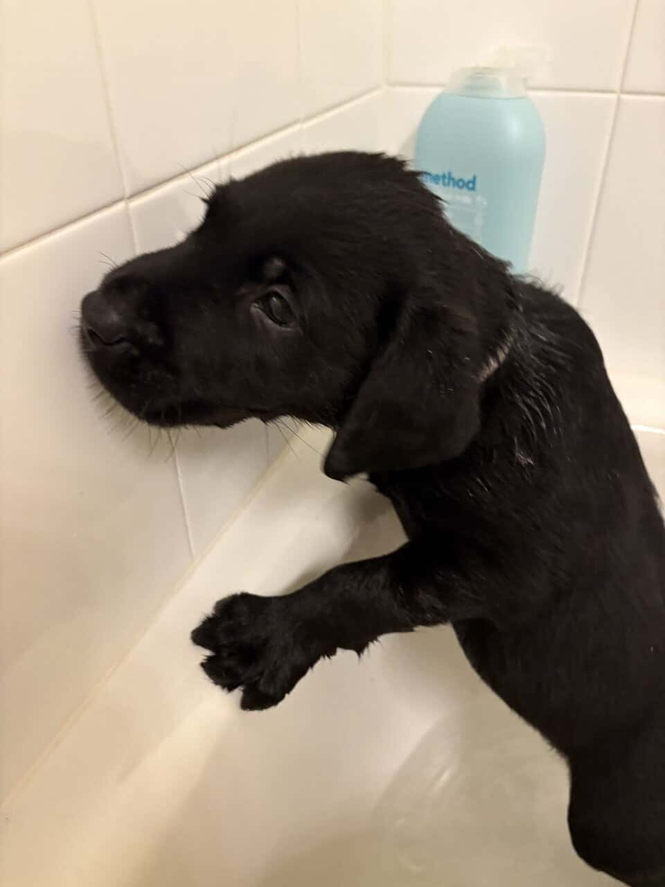 Labrador puppies image 2