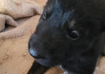 Champion-Bloodline F German Shepherd- Miranda