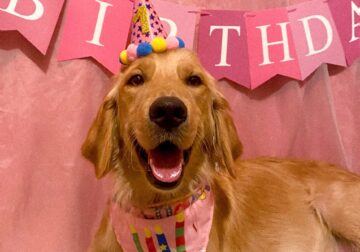 Adult Female Golden Retriever