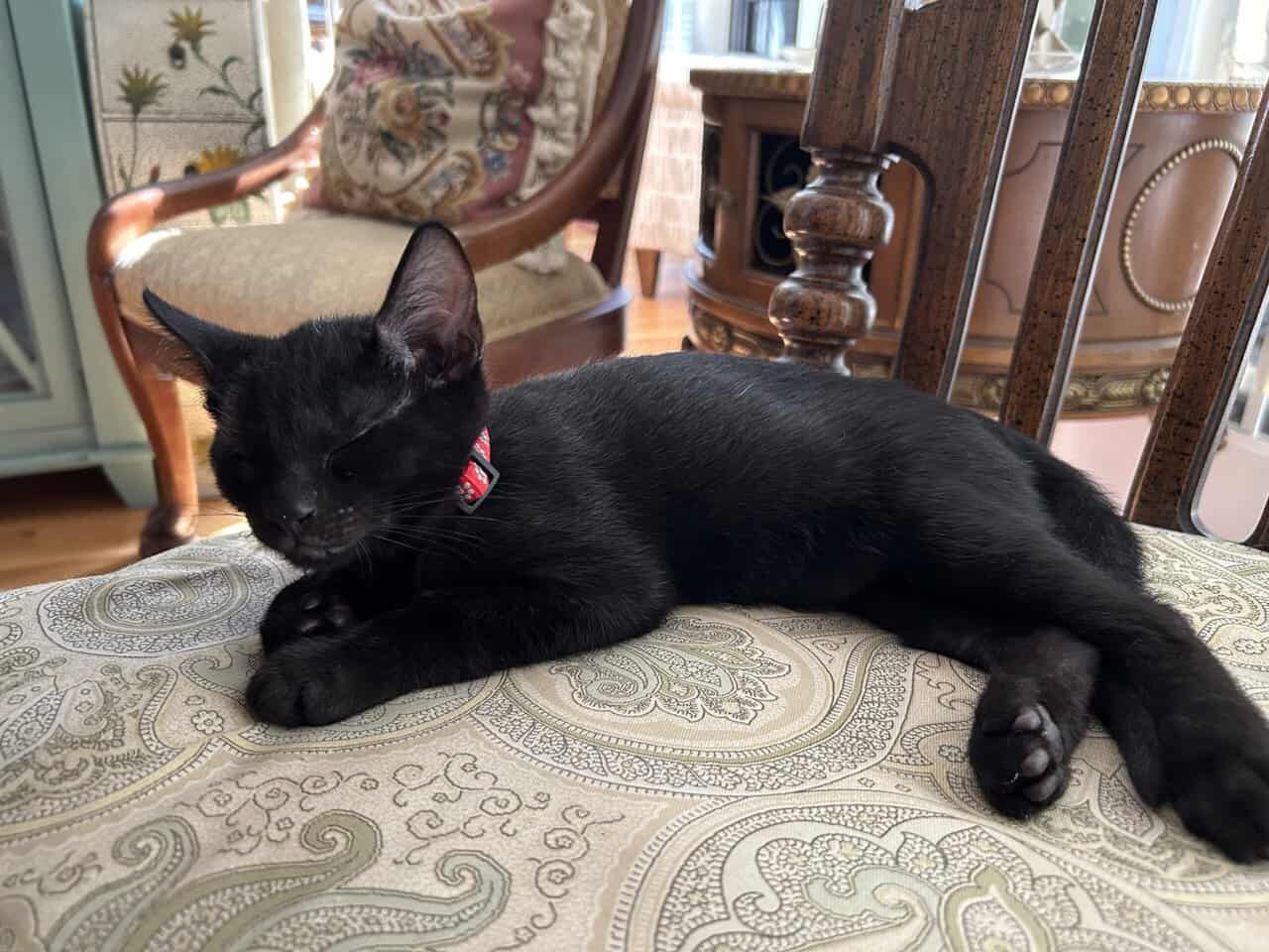 🐾 Bonded Black Kittens & Gray Pal – Shallotte NC image 6