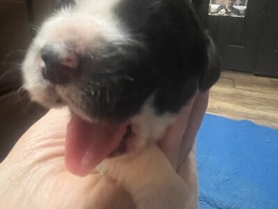 New Pyrenees Puppies