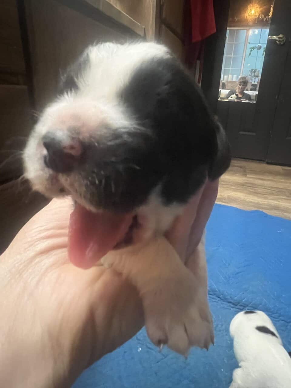 New Pyrenees Puppies image 1