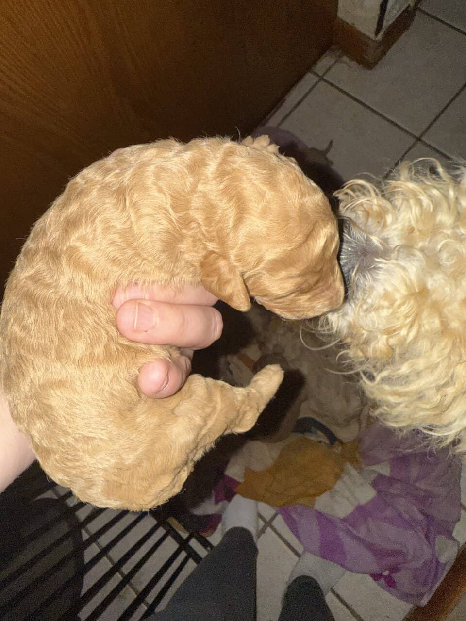 Goldendoodle puppies image 8