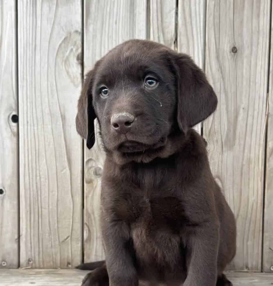 Lab Puppies image 1