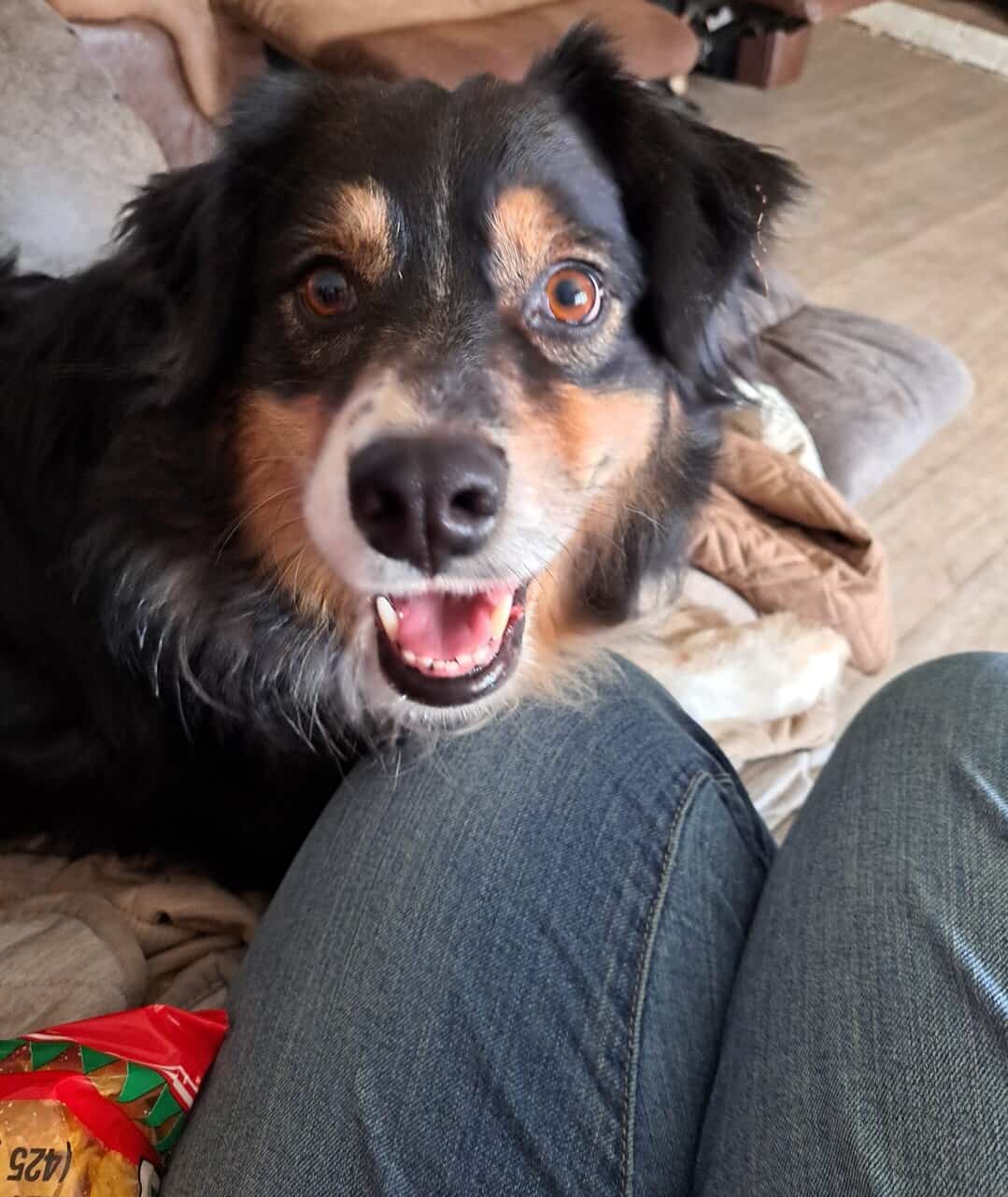 Rehoming purebred Australian Shepherd (Stayton OR) image 3