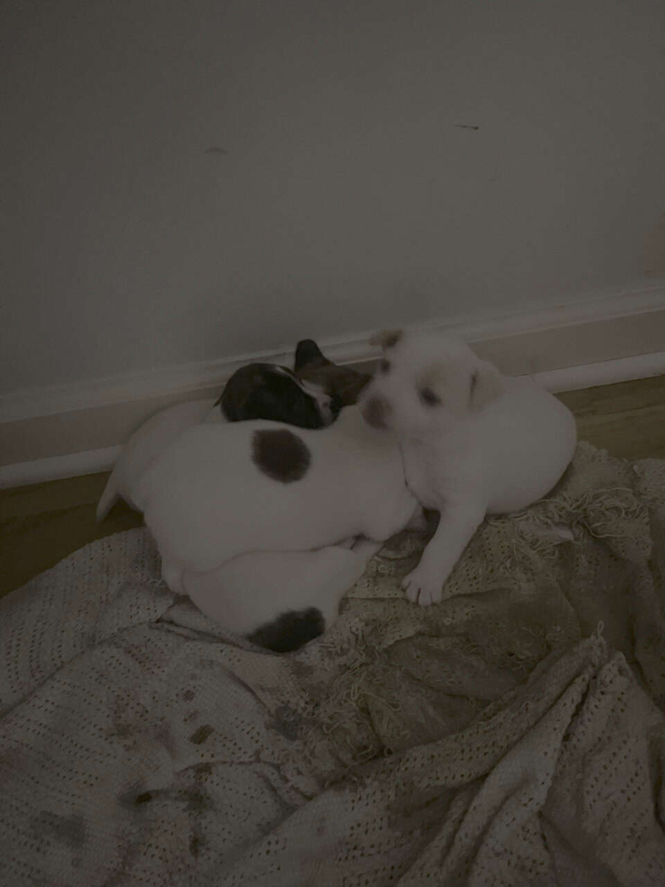 Jack Russell puppies image 6