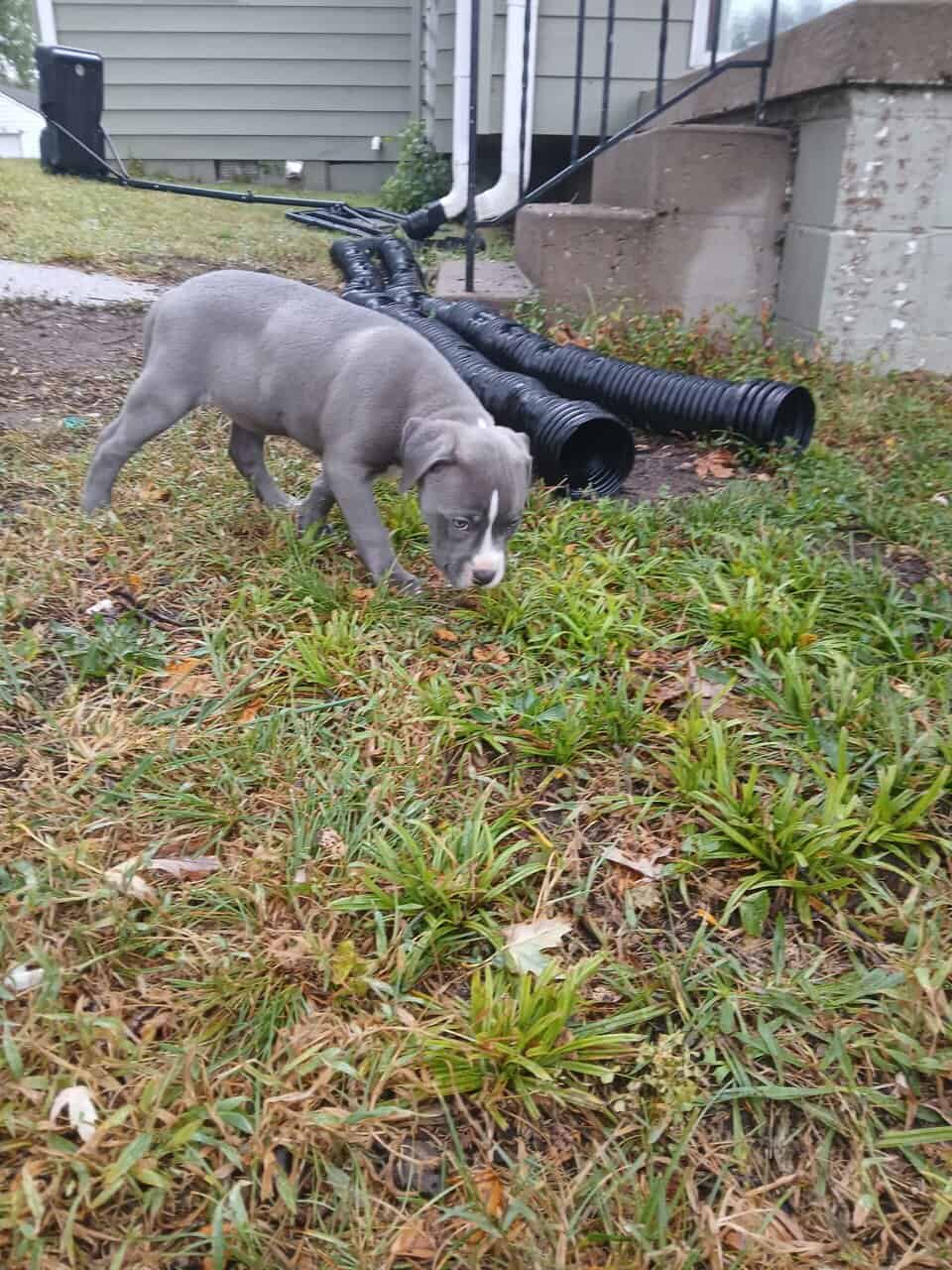 XL bully image 2