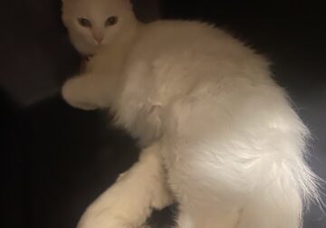 White Kitten Male (Ready December)