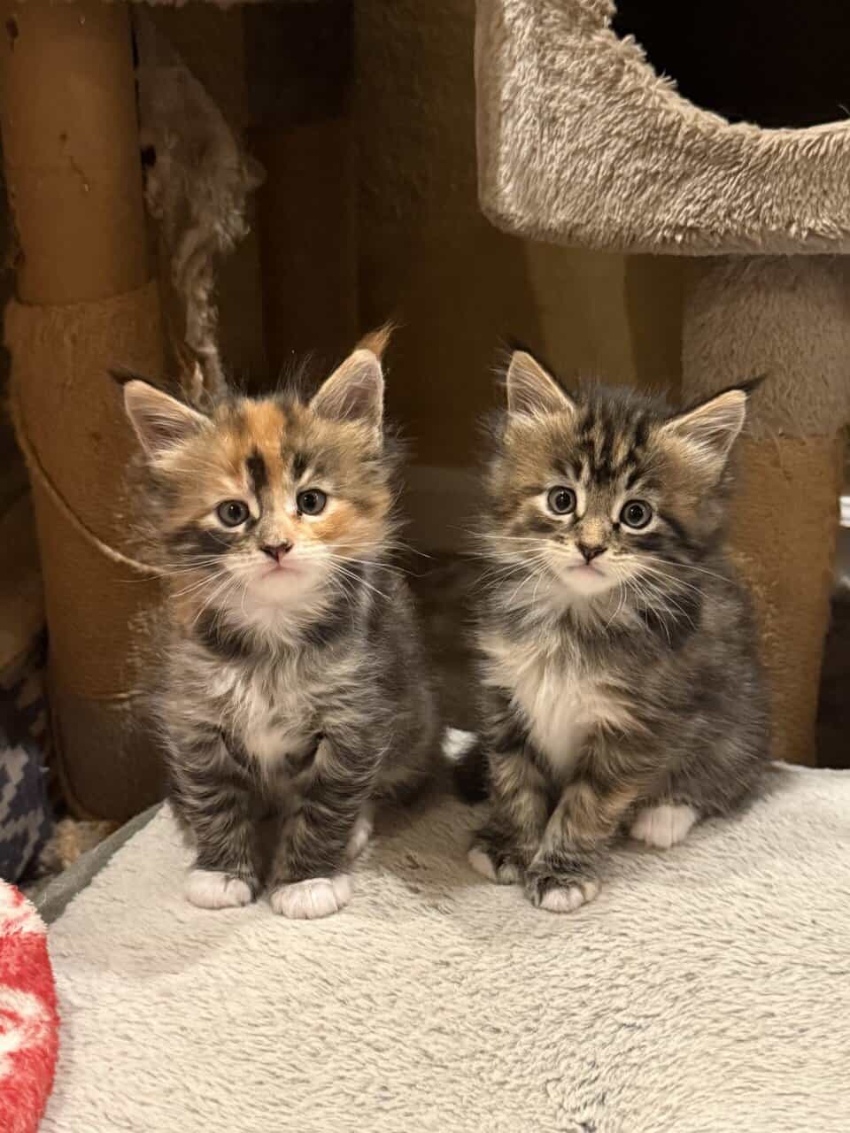 Main Coon Kittens! image 5