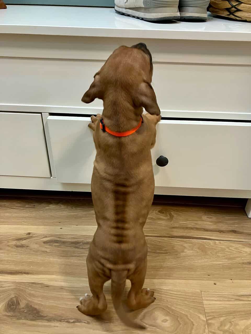 AKC Rhodesian Ridgeback Puppies Available image 8