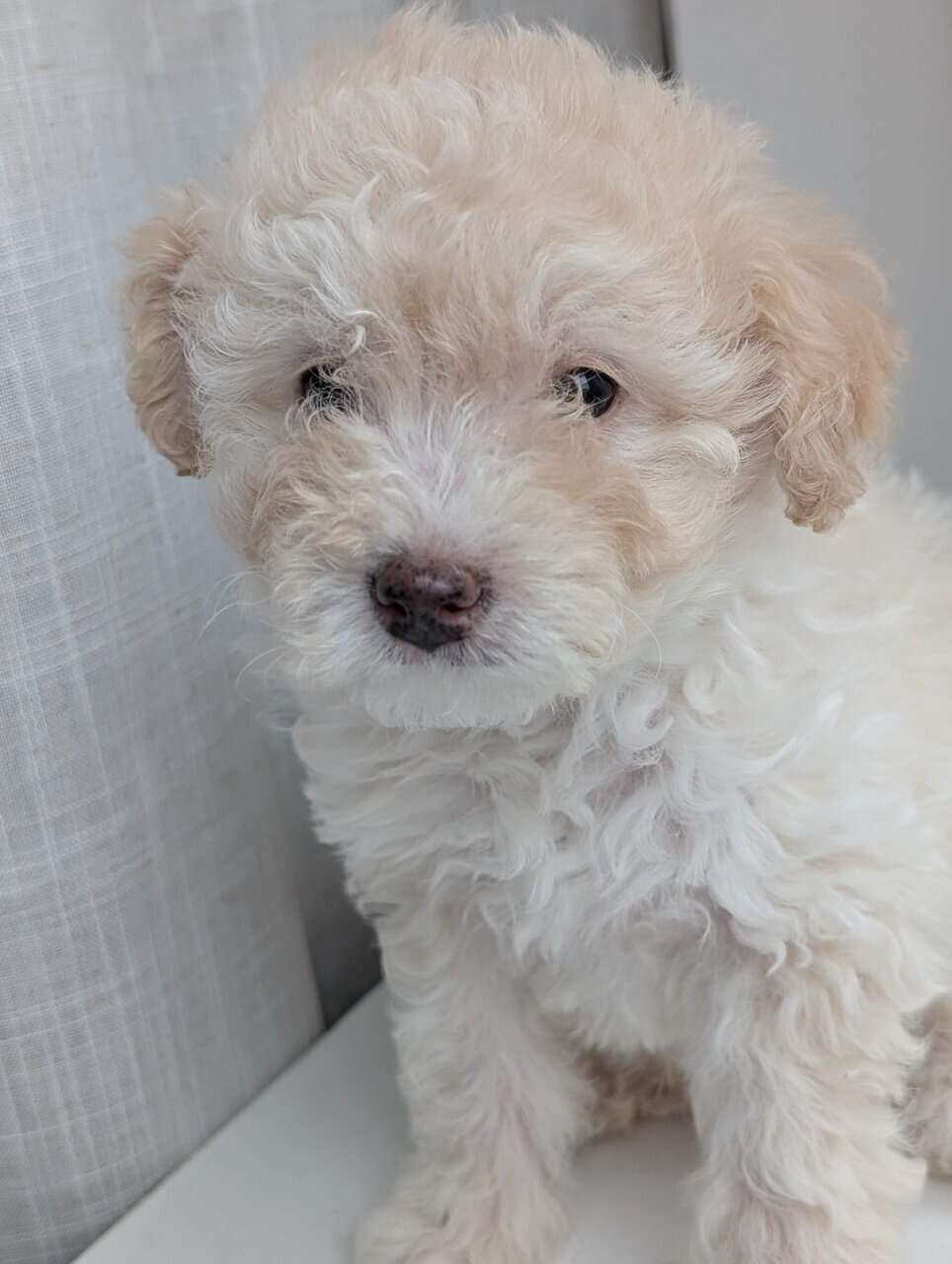 Miniature Aussiedoodles image 17