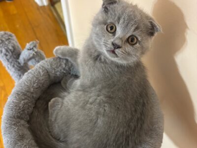 Lovely Kitten Waiting for You